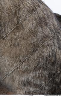 animal skin fur cat 0001